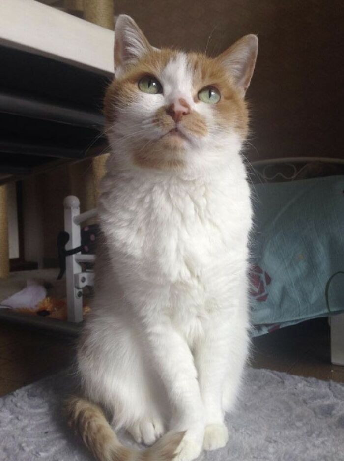 Here Are Some Heartwarming Stories Of Felines Who Have Entered Our &ldquo;LoveCATS&rdquo; Photo Contest