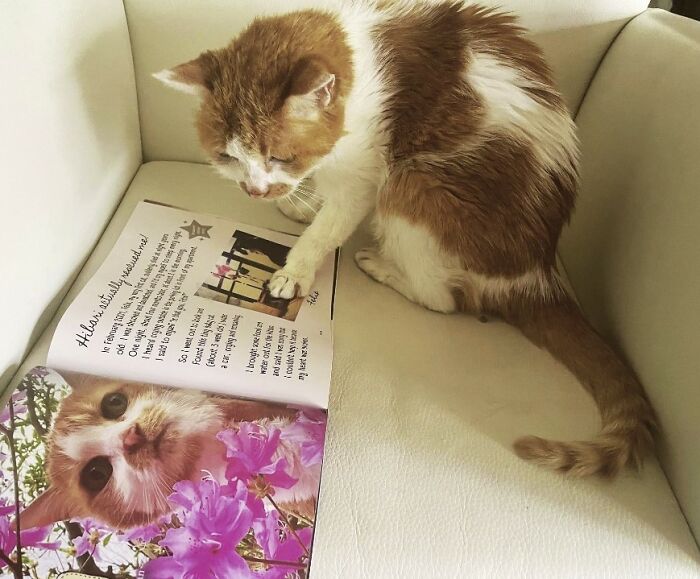 Here Are Some Heartwarming Stories Of Felines Who Have Entered Our &ldquo;LoveCATS&rdquo; Photo Contest