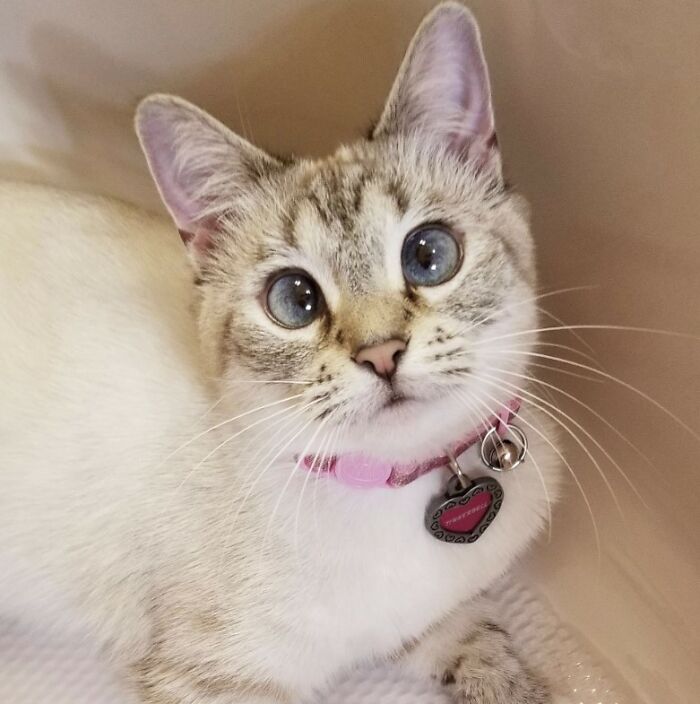 Here Are Some Heartwarming Stories Of Felines Who Have Entered Our &ldquo;LoveCATS&rdquo; Photo Contest