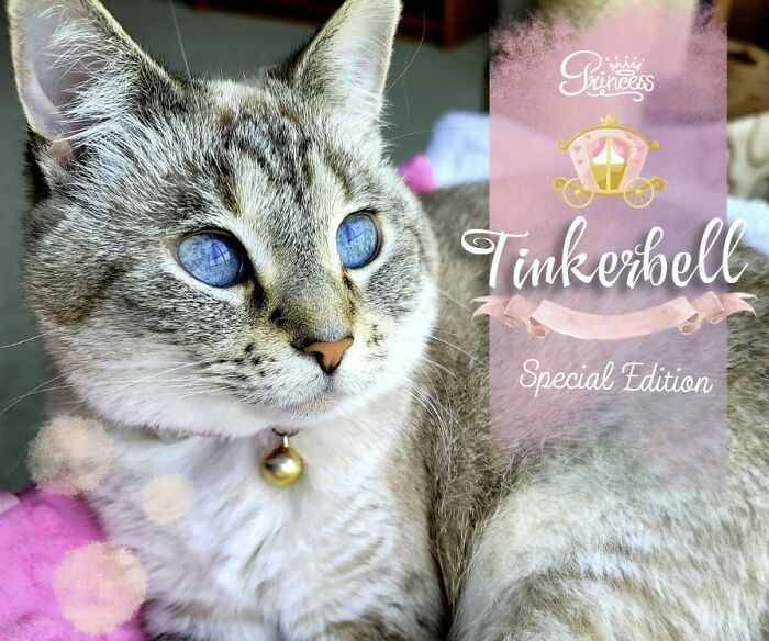 Here Are Some Heartwarming Stories Of Felines Who Have Entered Our &ldquo;LoveCATS&rdquo; Photo Contest