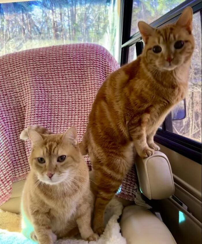 Here Are Some Heartwarming Stories Of Felines Who Have Entered Our &ldquo;LoveCATS&rdquo; Photo Contest