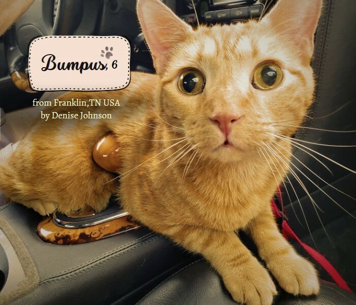 Here Are Some Heartwarming Stories Of Felines Who Have Entered Our &ldquo;LoveCATS&rdquo; Photo Contest