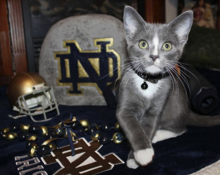 Here Are Some Heartwarming Stories Of Felines Who Have Entered Our &ldquo;LoveCATS&rdquo; Photo Contest