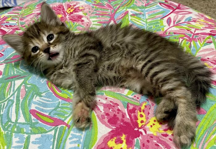 Here Are Some Heartwarming Stories Of Felines Who Have Entered Our &ldquo;LoveCATS&rdquo; Photo Contest