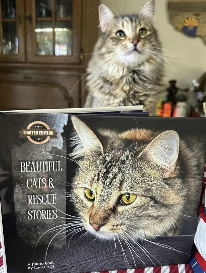 Here Are Some Heartwarming Stories Of Felines Who Have Entered Our &ldquo;LoveCATS&rdquo; Photo Contest