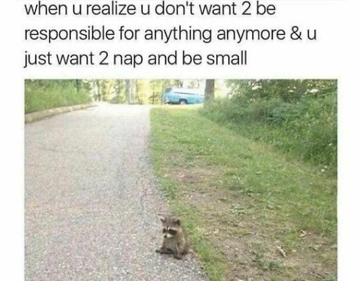 Tiny raccoon sitting on a road, capturing a relatable mental health meme about wanting to nap and be small.