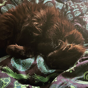 l_kieranbusheykieran avatar