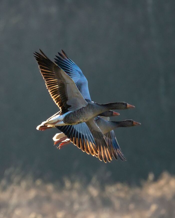 Wildlife Photography By Alex Ugalek