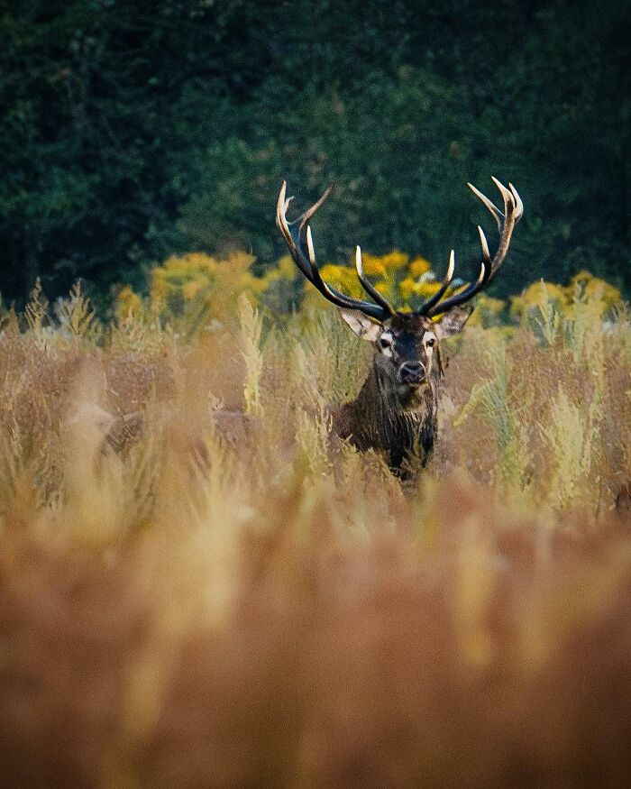 Wildlife Photography By Alex Ugalek