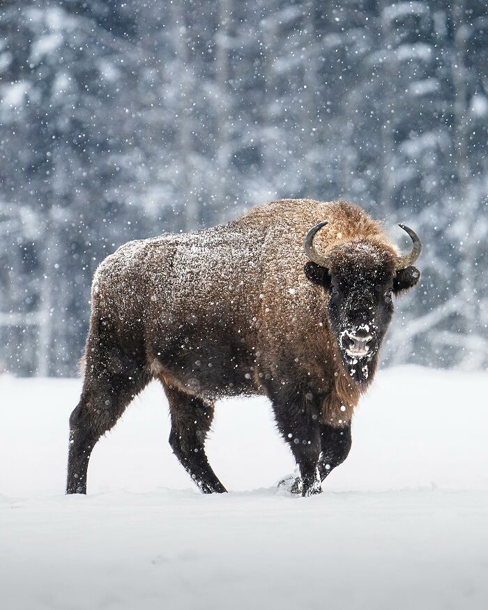 Wildlife Photography By Alex Ugalek