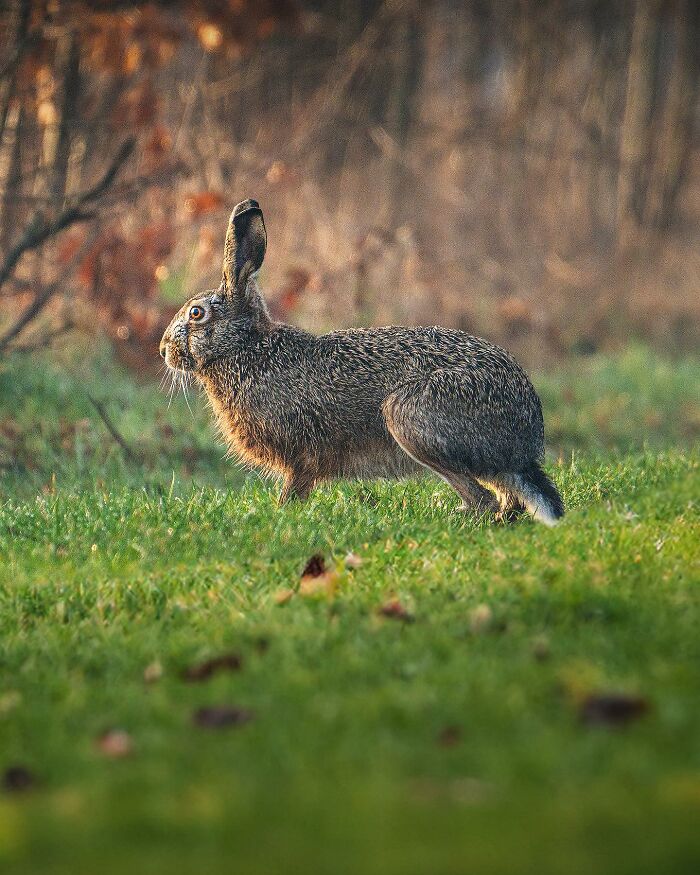 Wildlife Photography By Alex Ugalek