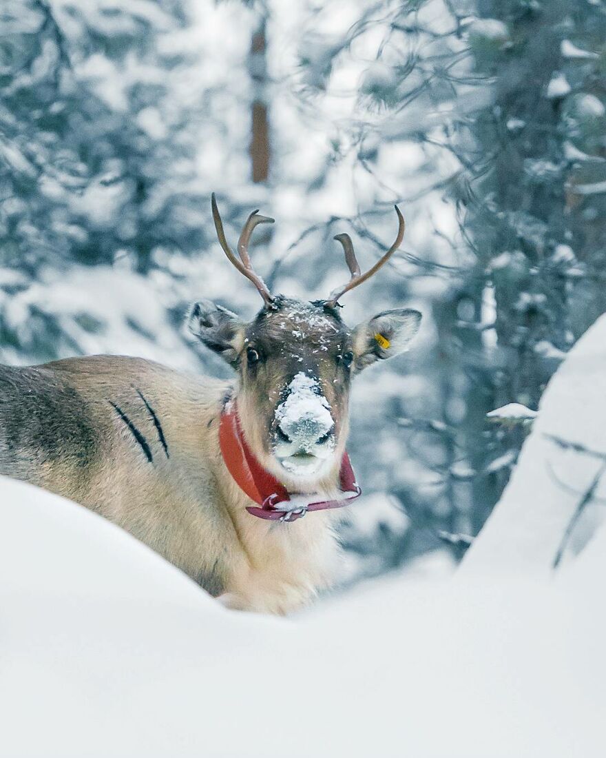 Finnish Furry Fashion: Wildlife Photographer Turns Forest Critters Into Supermodels (47 New Pics)