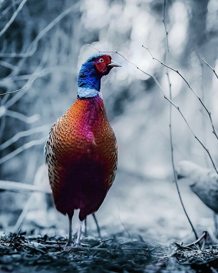 Colorful bird in a natural forest setting captured by photographer, evoking the feeling of stepping into the wild.
