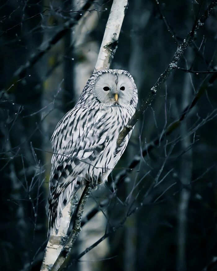 Owl perched on a branch in a dense forest, captured in stunning wildlife photography showing the beauty of the wild.