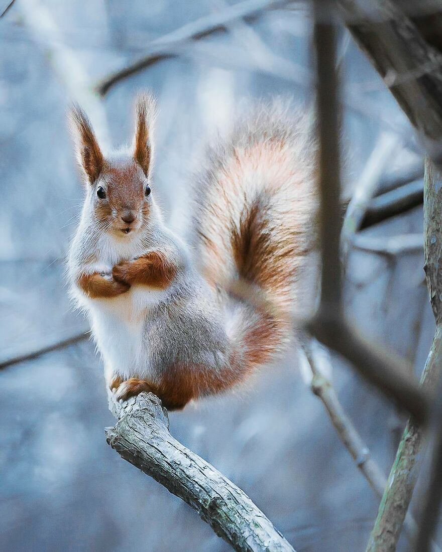 Finnish Furry Fashion: Wildlife Photographer Turns Forest Critters Into Supermodels (47 New Pics)