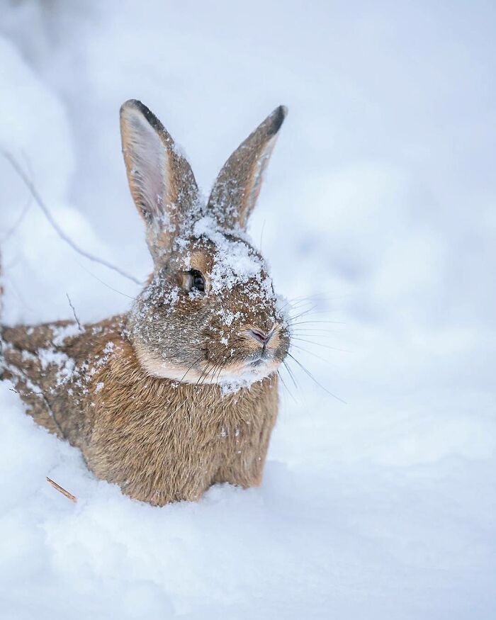 Close-up of a wild rabbit covered in snow, blending into the snowy landscape captured by a nature photographer.