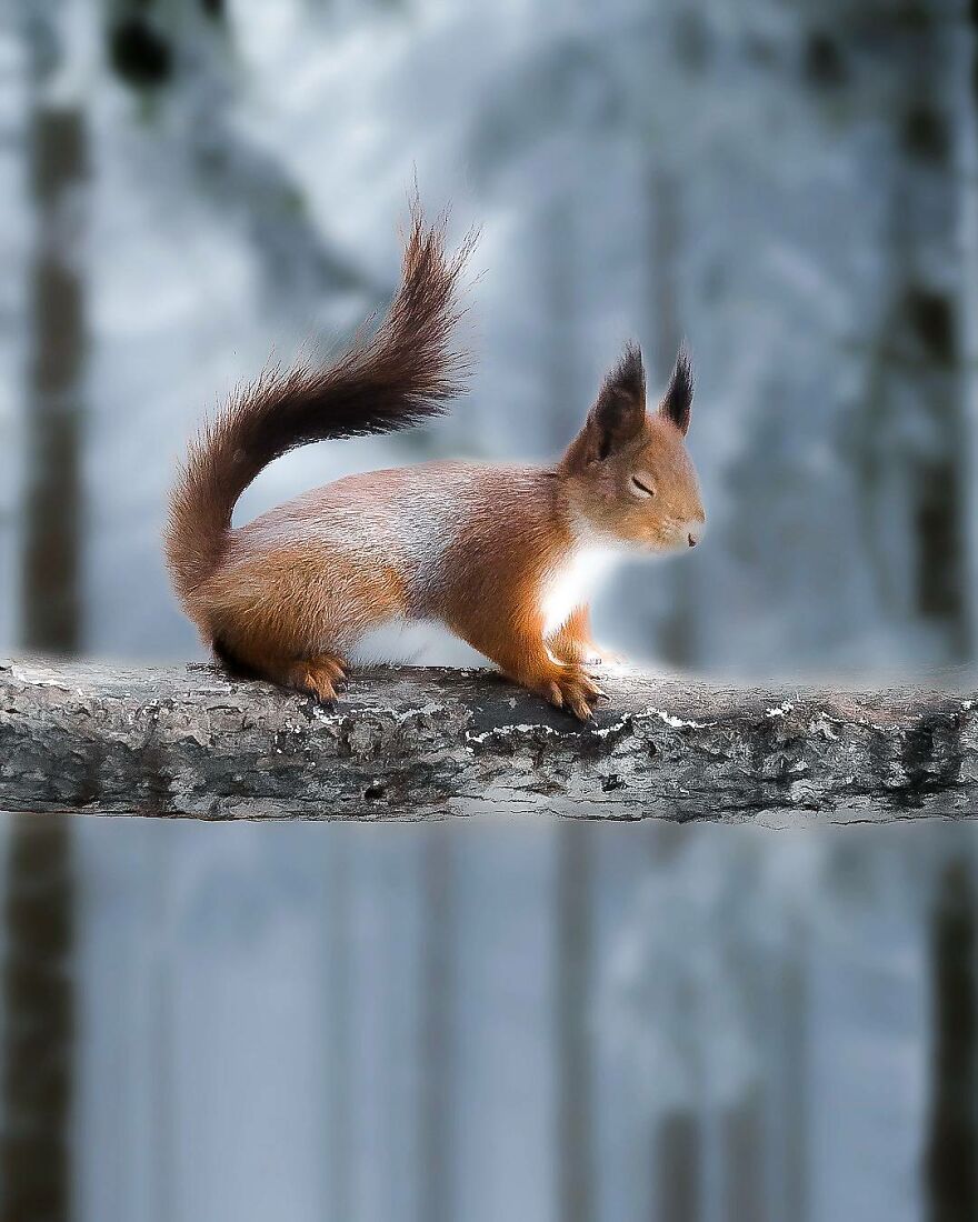 Finnish Furry Fashion: Wildlife Photographer Turns Forest Critters Into Supermodels (47 New Pics)