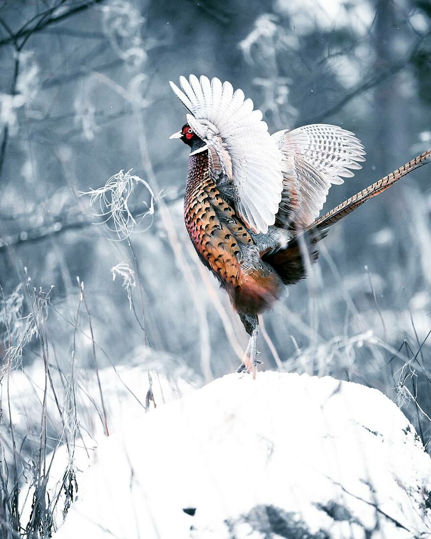 Finnish Furry Fashion: Wildlife Photographer Turns Forest Critters Into Supermodels (47 New Pics)