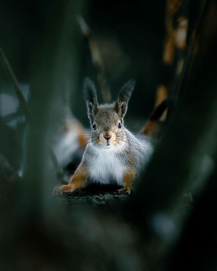 Squirrel captured in a close-up photo in natural surroundings, evoking the feeling of stepping into the wild.