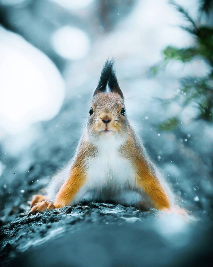 Close-up photo of a squirrel in snow with a blurred wild forest background, capturing the essence of stepping into the wild.