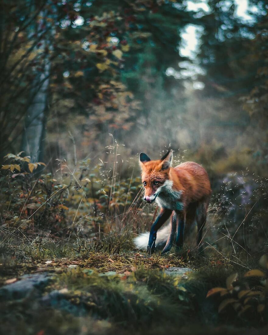 Finnish Furry Fashion: Wildlife Photographer Turns Forest Critters Into Supermodels (47 New Pics)