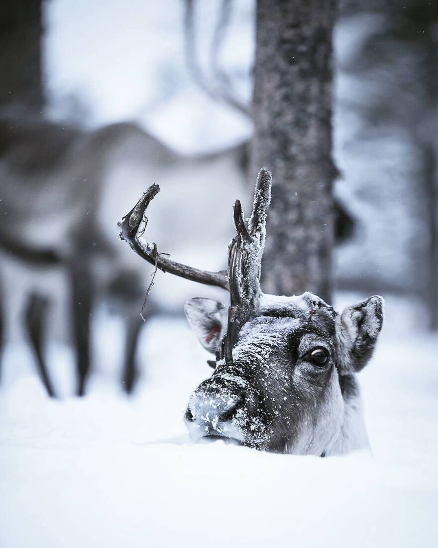 Finnish Furry Fashion: Wildlife Photographer Turns Forest Critters Into Supermodels (47 New Pics)