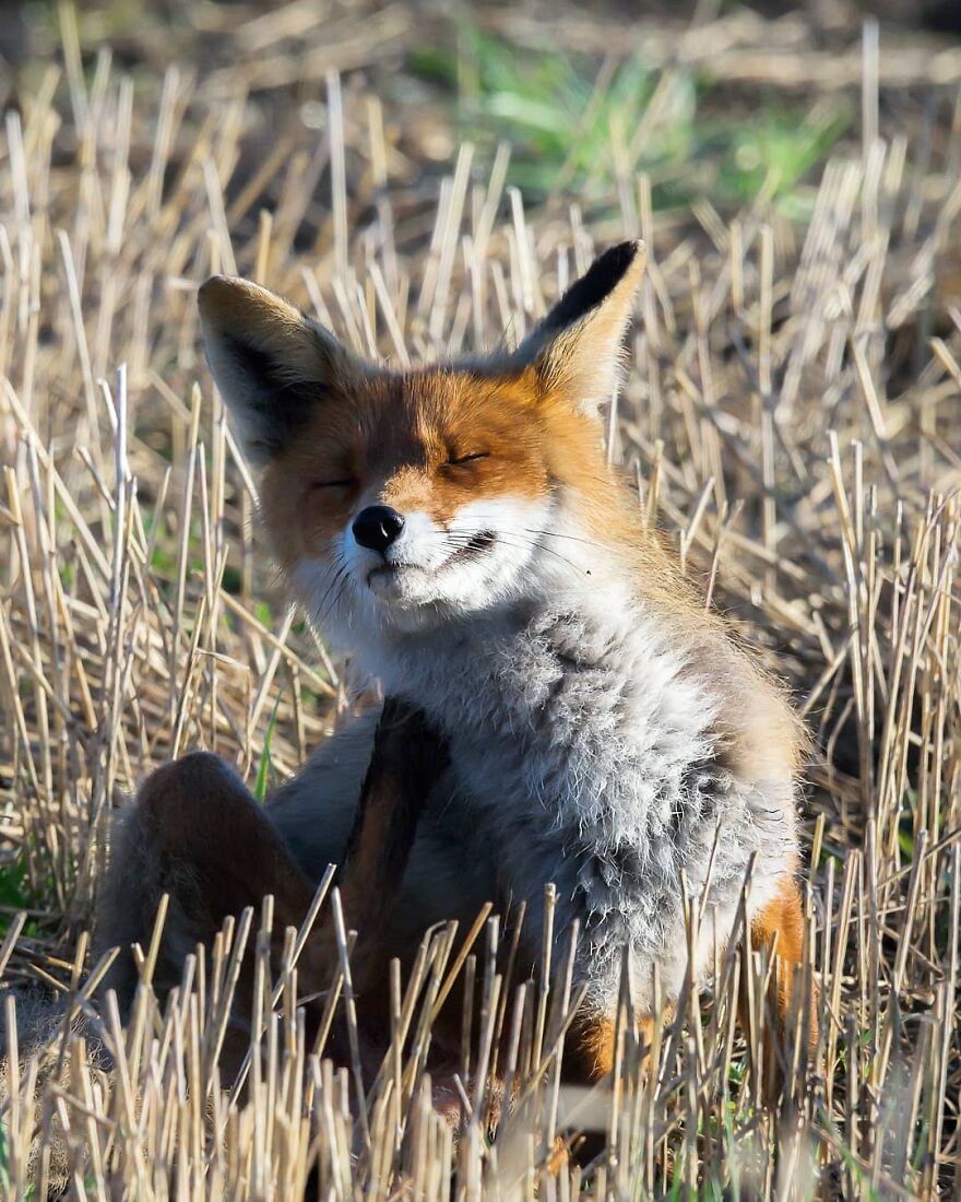 Finnish Furry Fashion: Wildlife Photographer Turns Forest Critters Into Supermodels (47 New Pics)