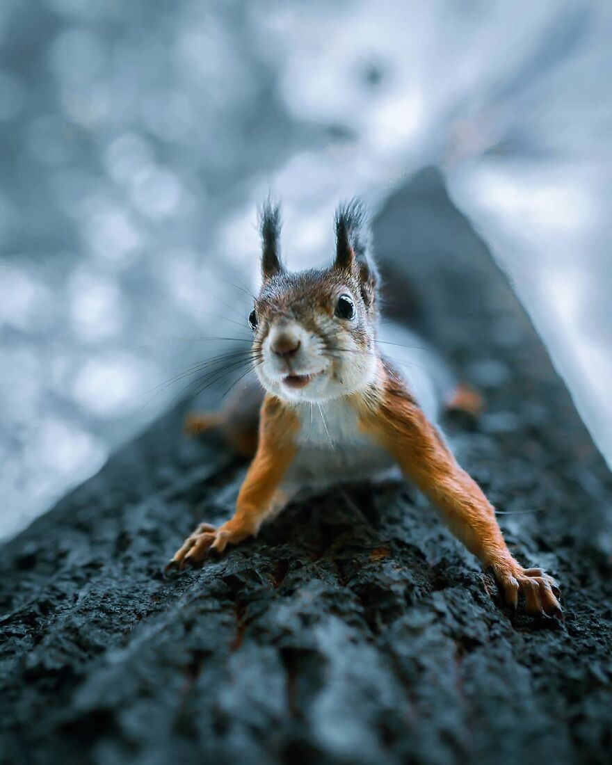 Finnish Furry Fashion: Wildlife Photographer Turns Forest Critters Into Supermodels (47 New Pics)