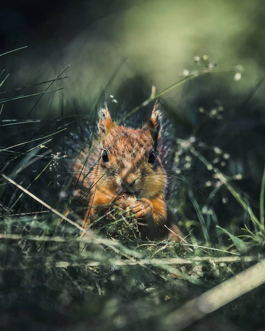 Finnish Furry Fashion: Wildlife Photographer Turns Forest Critters Into Supermodels (47 New Pics)