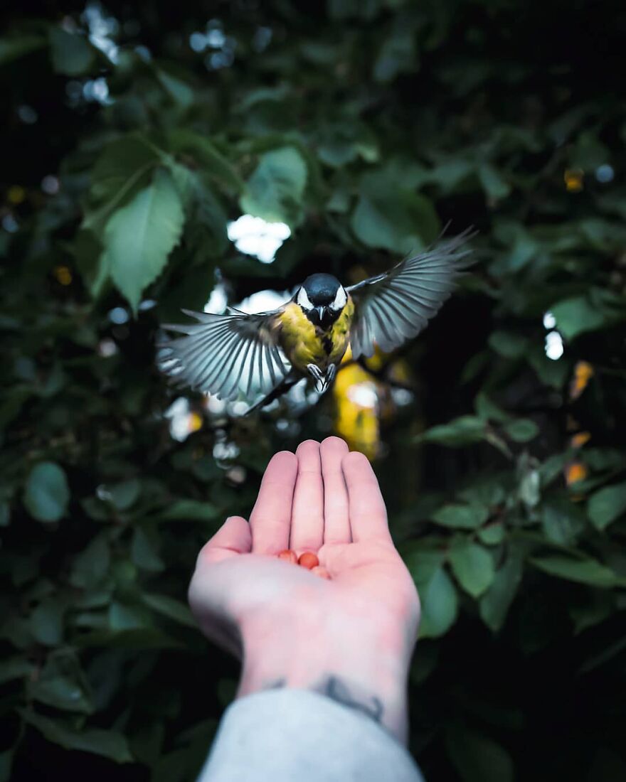 Finnish Furry Fashion: Wildlife Photographer Turns Forest Critters Into Supermodels (47 New Pics)