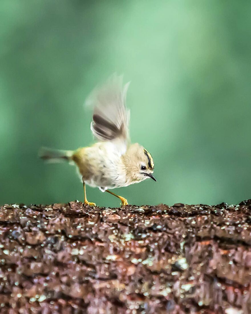Finnish Furry Fashion: Wildlife Photographer Turns Forest Critters Into Supermodels (47 New Pics)