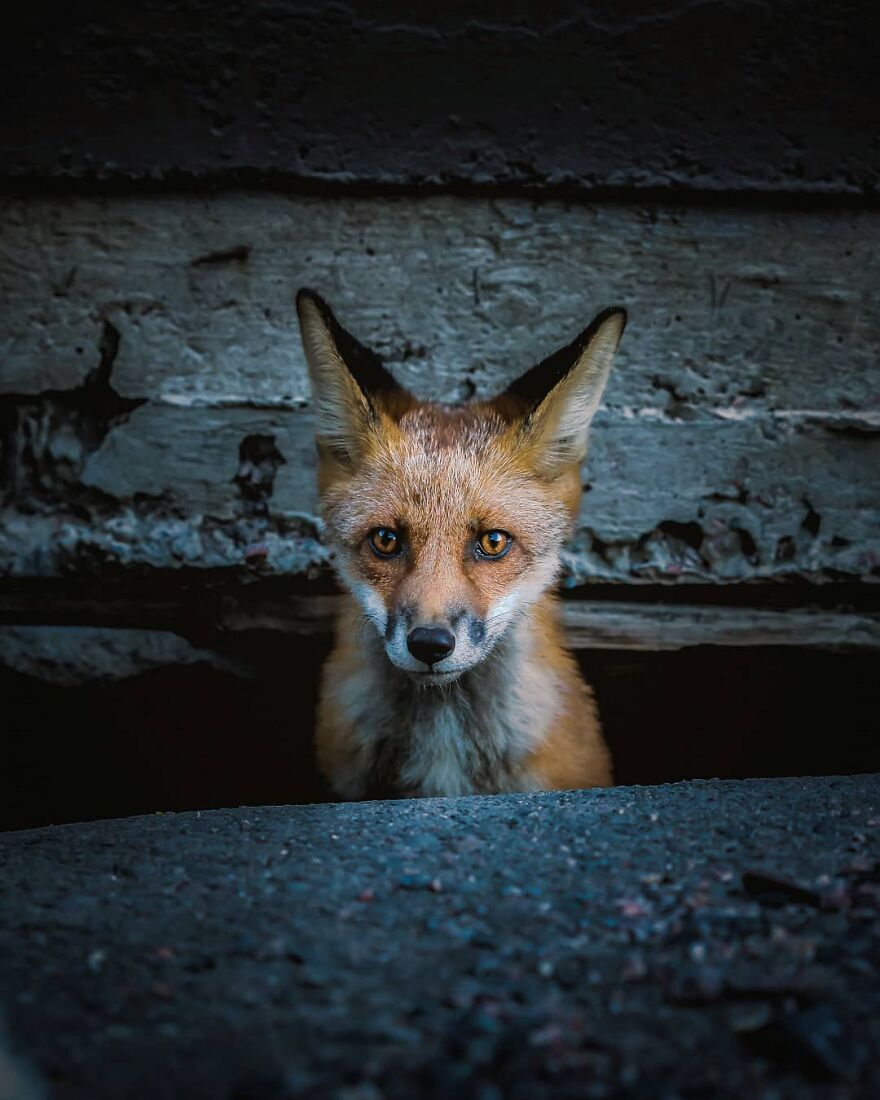 Finnish Furry Fashion: Wildlife Photographer Turns Forest Critters Into Supermodels (47 New Pics)