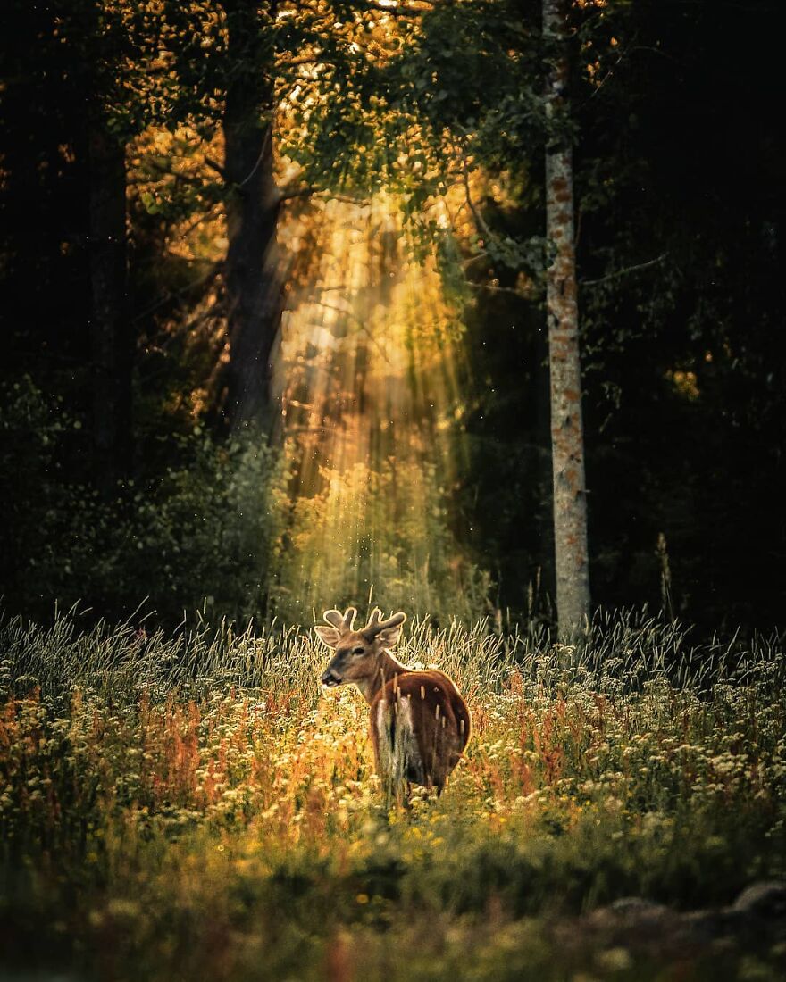 Finnish Furry Fashion: Wildlife Photographer Turns Forest Critters Into Supermodels (47 New Pics)