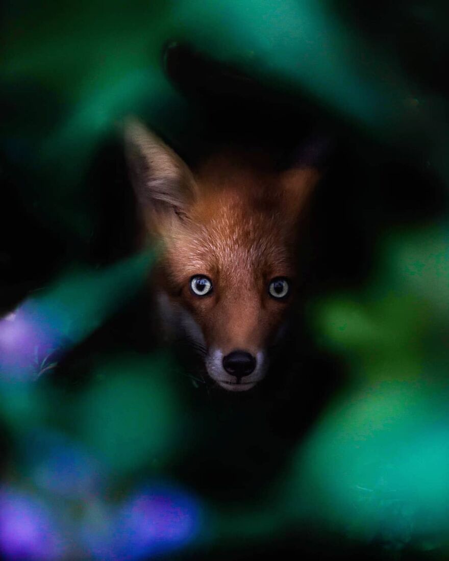 Finnish Furry Fashion: Wildlife Photographer Turns Forest Critters Into Supermodels (47 New Pics)