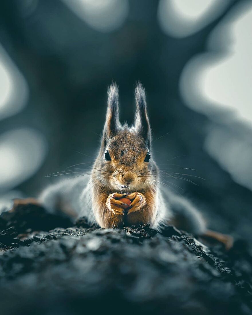 Finnish Furry Fashion: Wildlife Photographer Turns Forest Critters Into Supermodels (47 New Pics)
