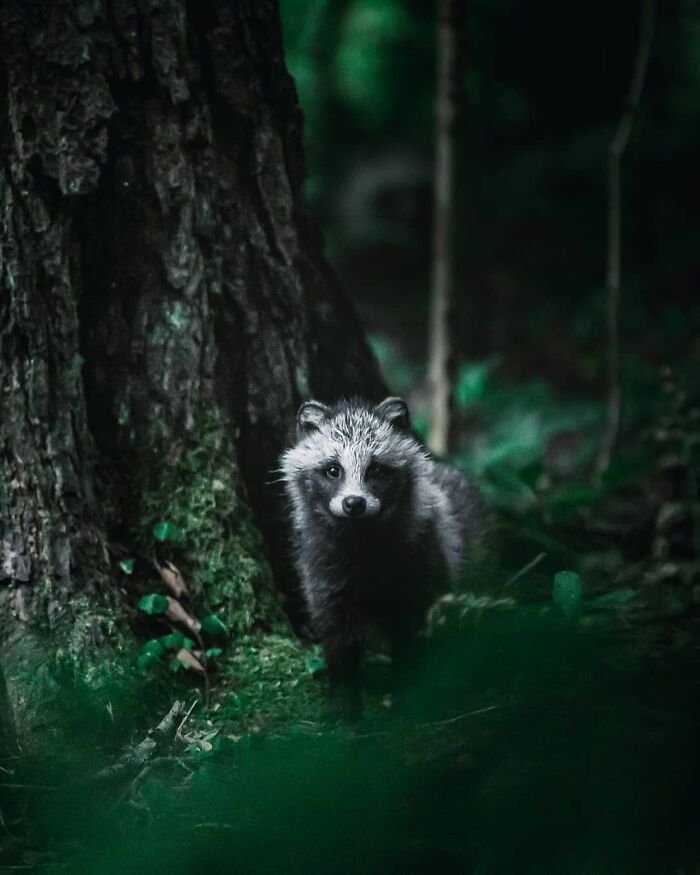 Wild animal in dark forest surrounded by trees and foliage, captured in a nature photograph evoking stepping into the wild.