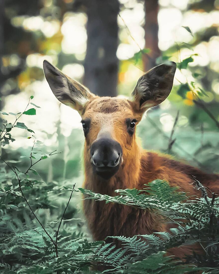 Finnish Furry Fashion: Wildlife Photographer Turns Forest Critters Into Supermodels (47 New Pics)