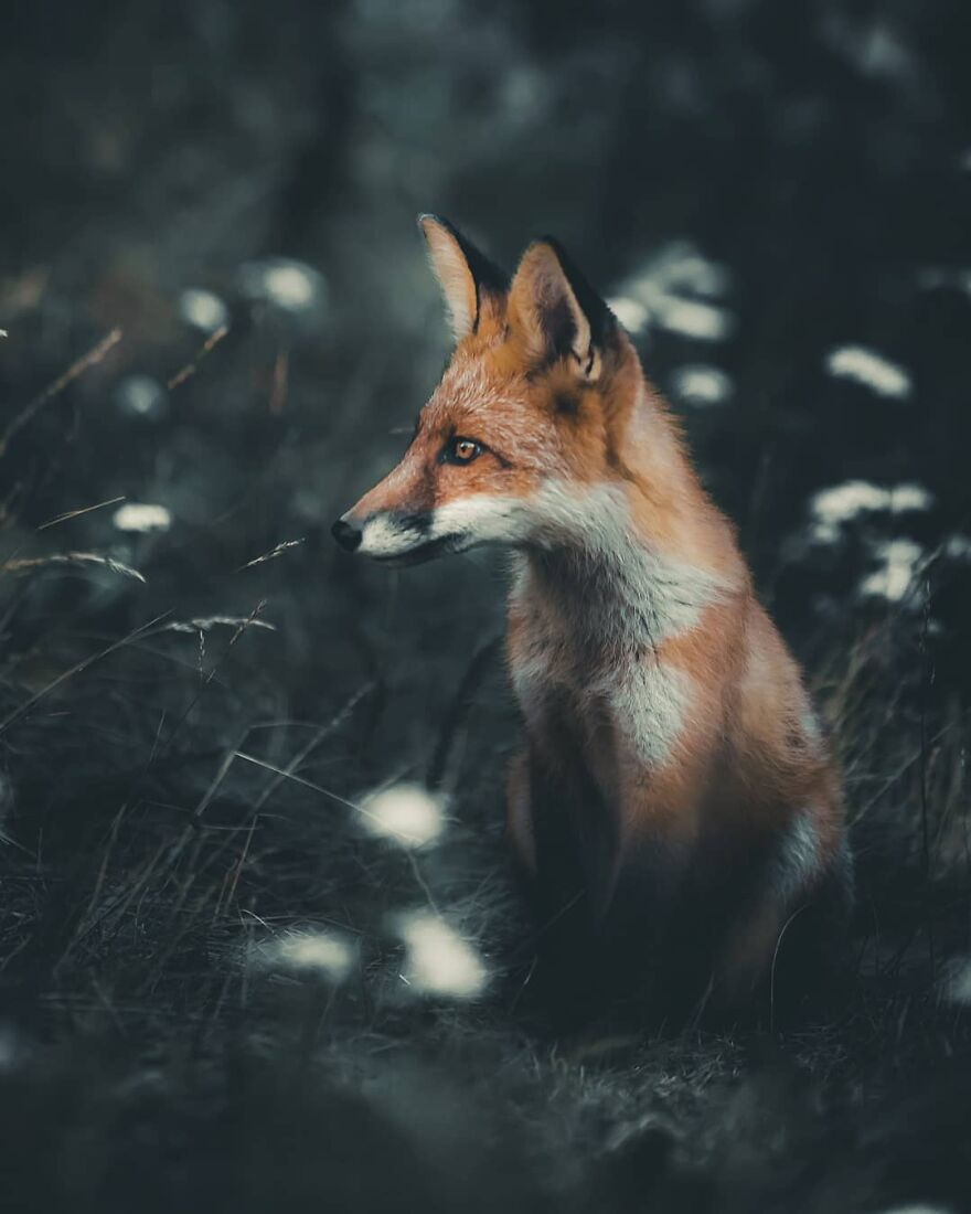 Finnish Furry Fashion: Wildlife Photographer Turns Forest Critters Into Supermodels (47 New Pics)
