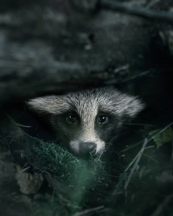 Close-up of a wild raccoon peeking through foliage, captured in a nature setting with a photographer's wild photo style.