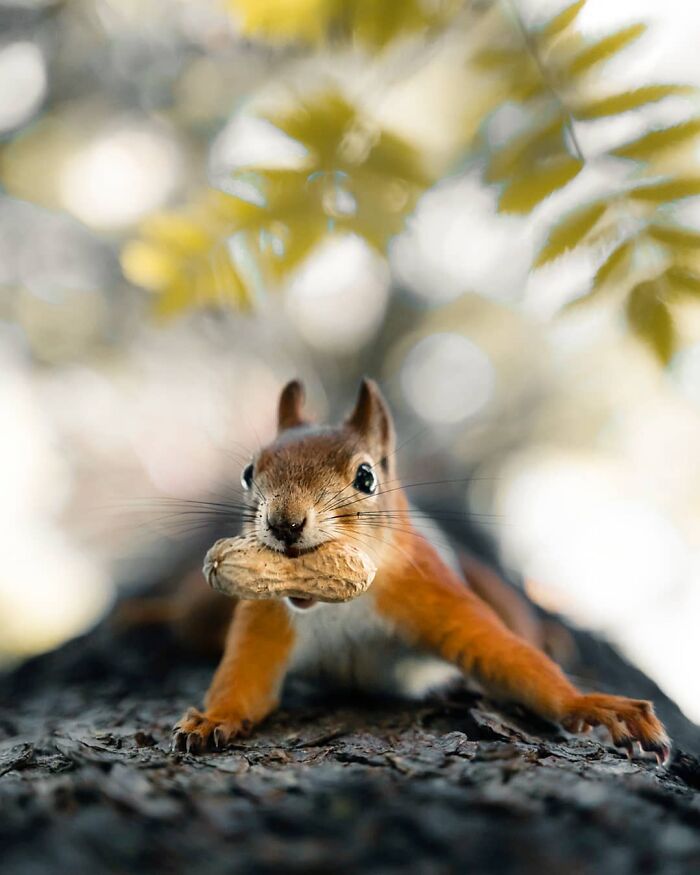 Close-up of a squirrel holding a peanut on a tree branch, capturing the essence of stepping into the wild.