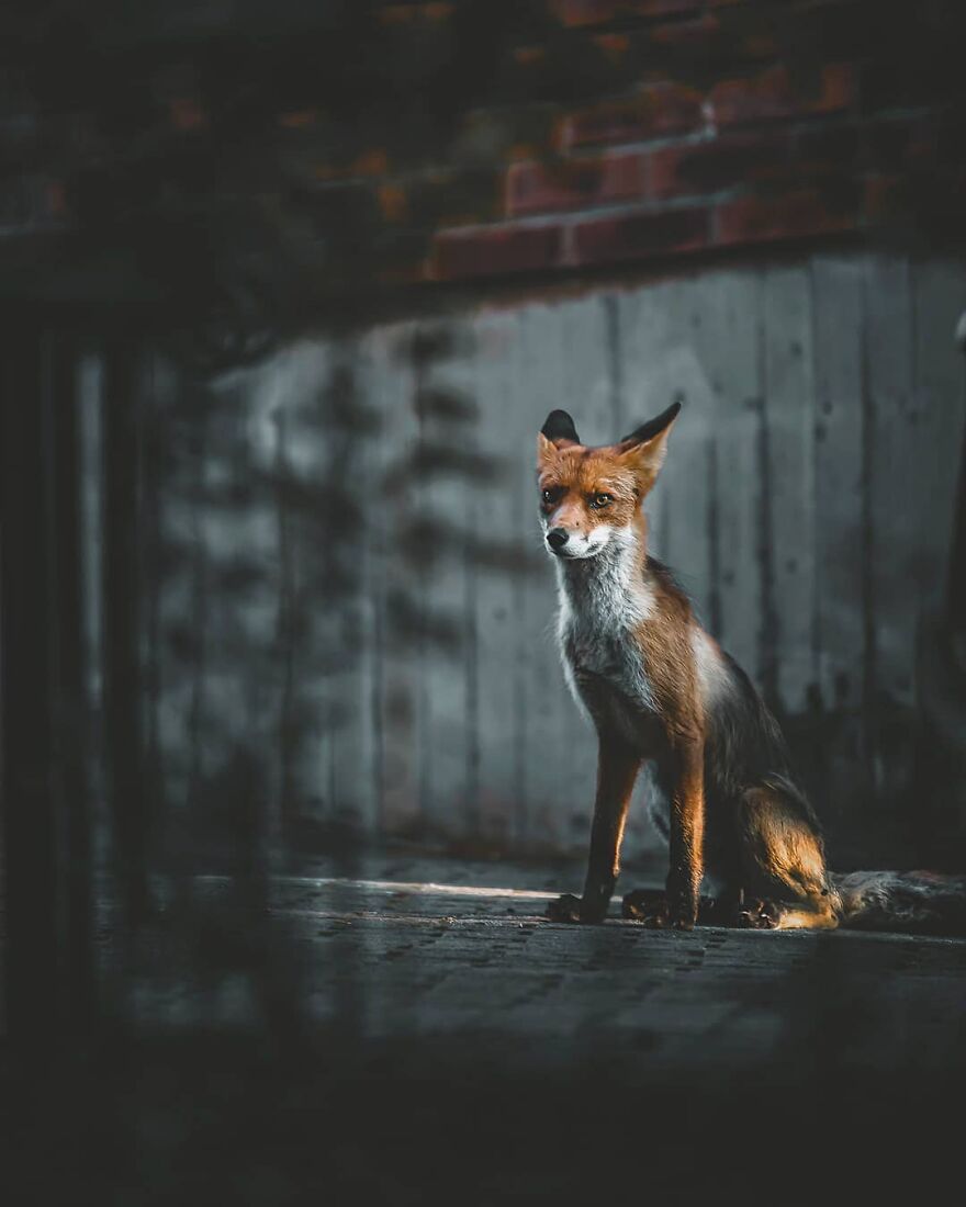 Finnish Furry Fashion: Wildlife Photographer Turns Forest Critters Into Supermodels (47 New Pics)