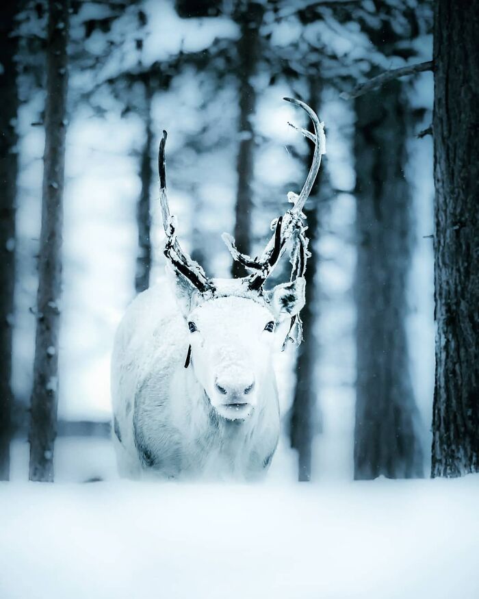 White reindeer with frosted antlers in a snowy forest, captured by photographer evoking feeling of stepping into the wild.