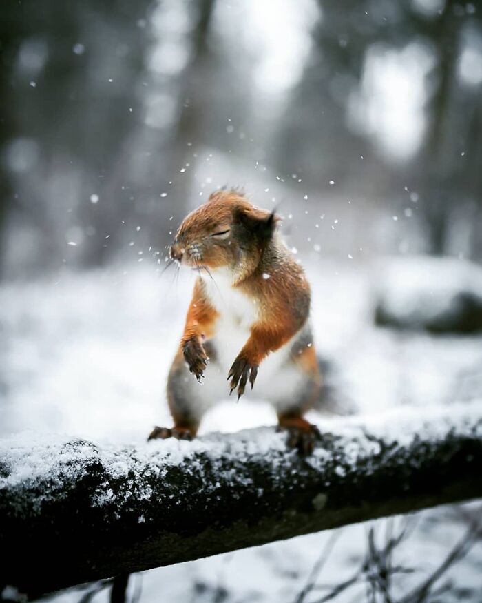 Squirrel captured in the wild shaking off snow on a snowy branch in a forest setting during winter.