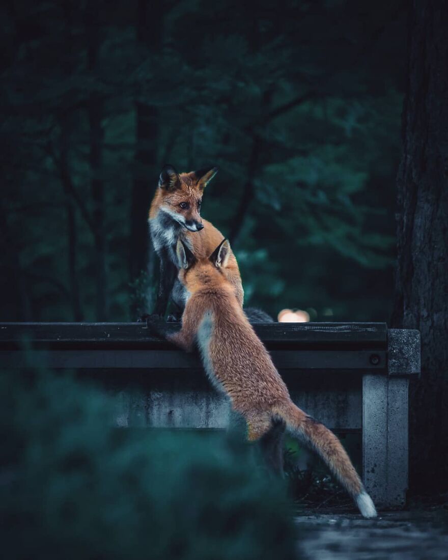 Finnish Furry Fashion: Wildlife Photographer Turns Forest Critters Into Supermodels (47 New Pics)