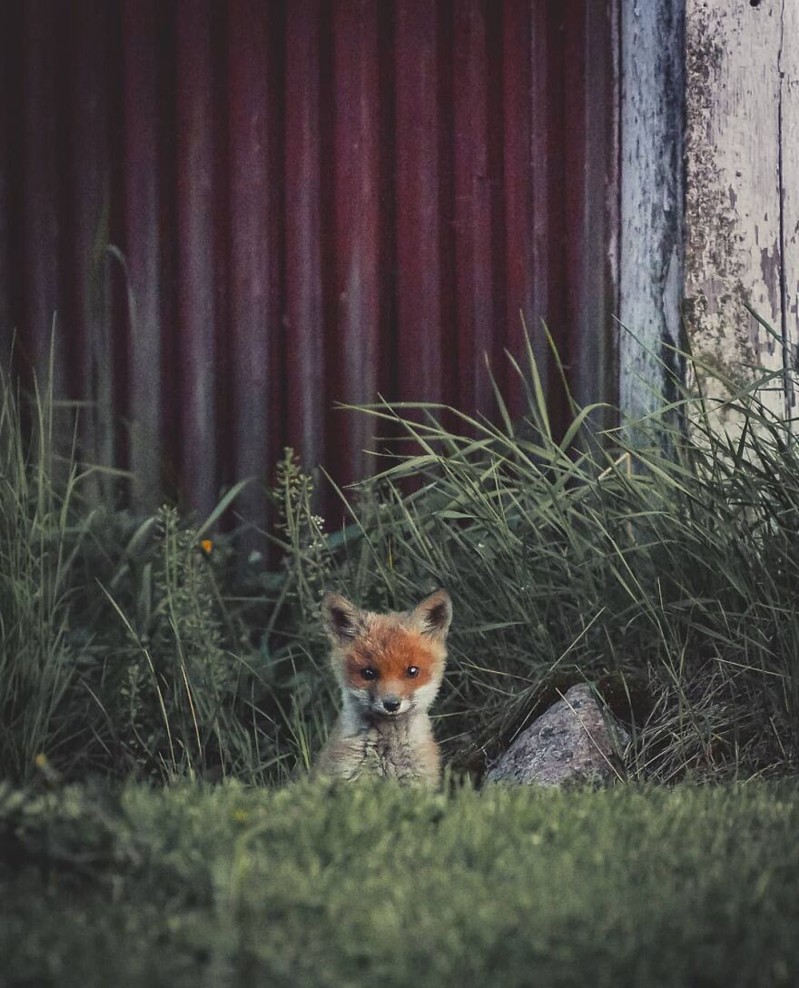 Finnish Furry Fashion: Wildlife Photographer Turns Forest Critters Into Supermodels (47 New Pics)