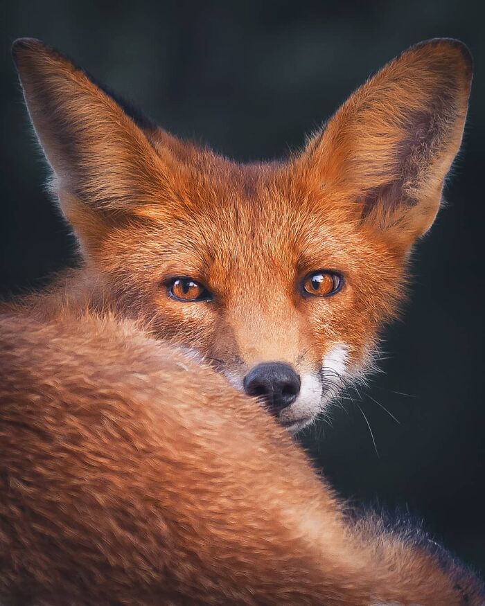 Close-up of a wild fox with orange fur looking over its shoulder, captured in striking nature photography.