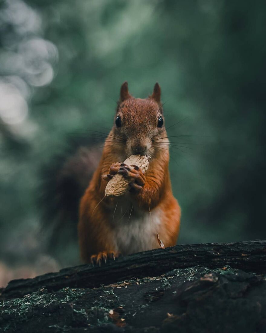 Finnish Furry Fashion: Wildlife Photographer Turns Forest Critters Into Supermodels (47 New Pics)