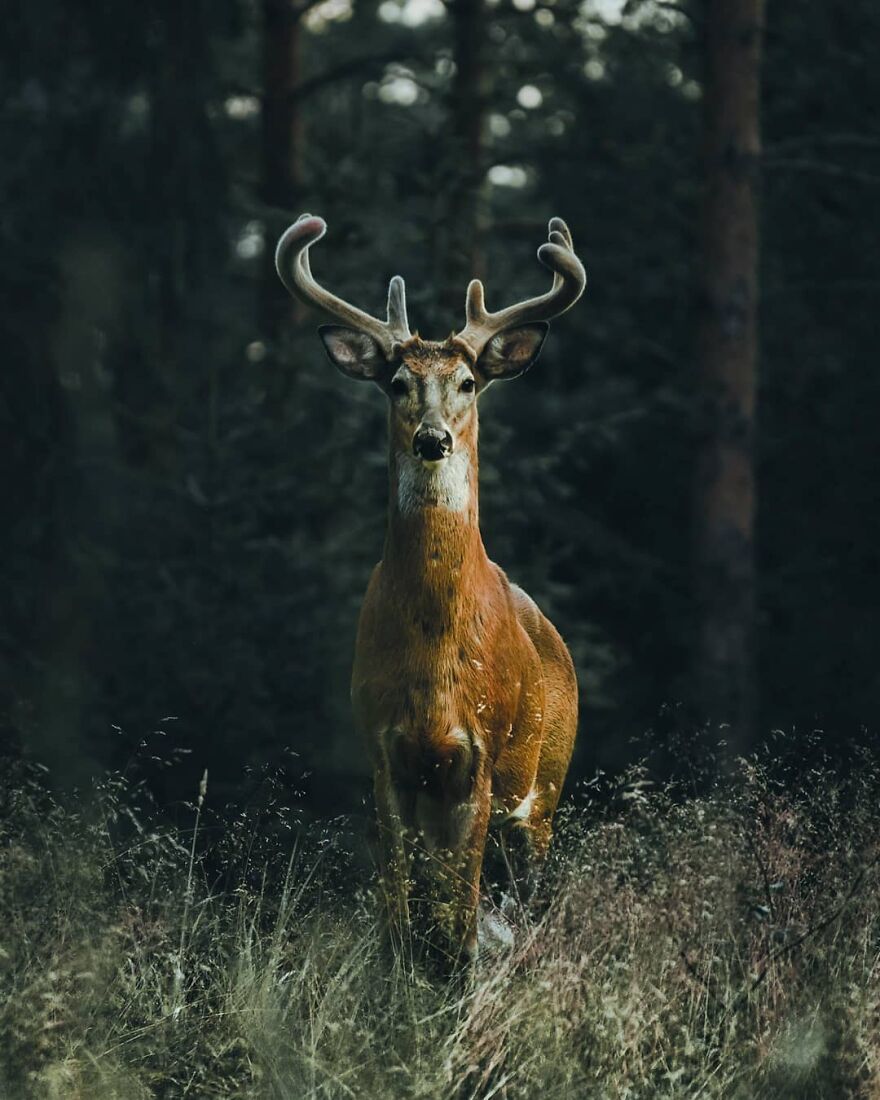 Finnish Furry Fashion: Wildlife Photographer Turns Forest Critters Into Supermodels (47 New Pics)
