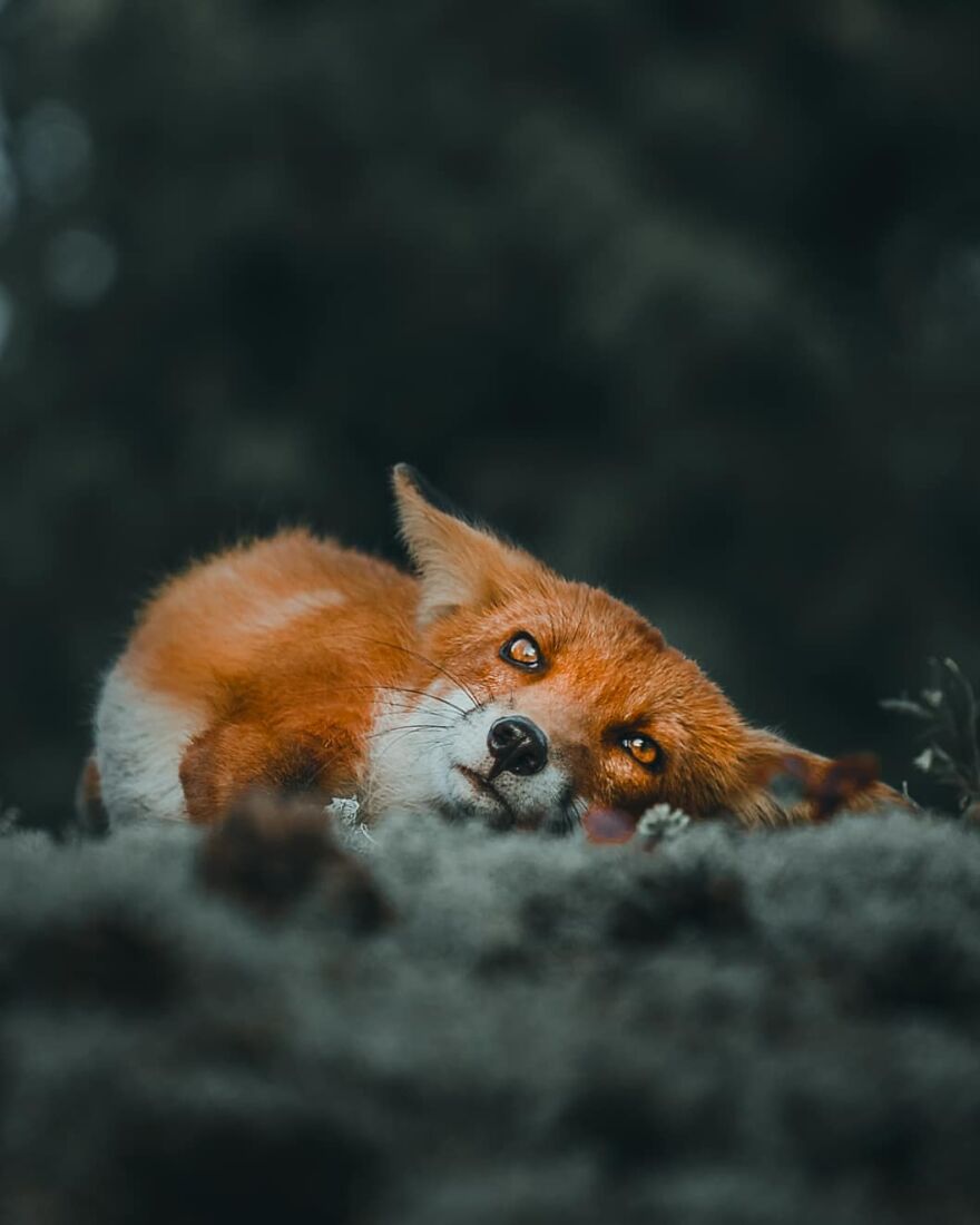 Finnish Furry Fashion: Wildlife Photographer Turns Forest Critters Into Supermodels (47 New Pics)