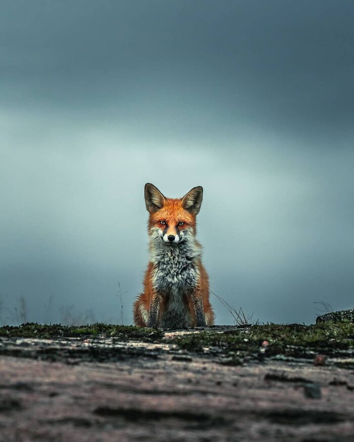 Red fox sitting on a rocky surface in the wild captured by photographer creating a vivid nature scene.